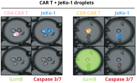 Target and effector cells co-encapsulated in double-emulsion droplets. Assessment of CD4+ and CD8+ T cell mediated cytotoxicity